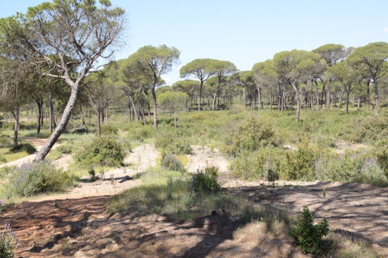 UNEI apoya a Plant for the Planet en la reforestación del entorno de Doñaña