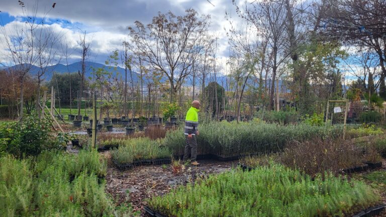 El Anillo Verde de Granada avanza con la plantación de 17.000 nuevas especies autóctonas